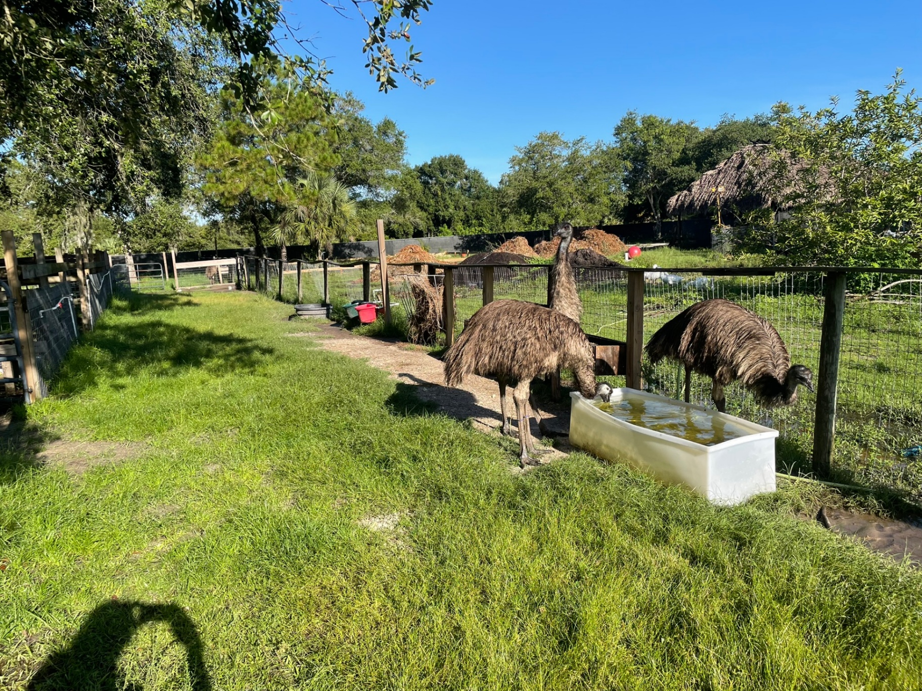 Emus roaming the paddock