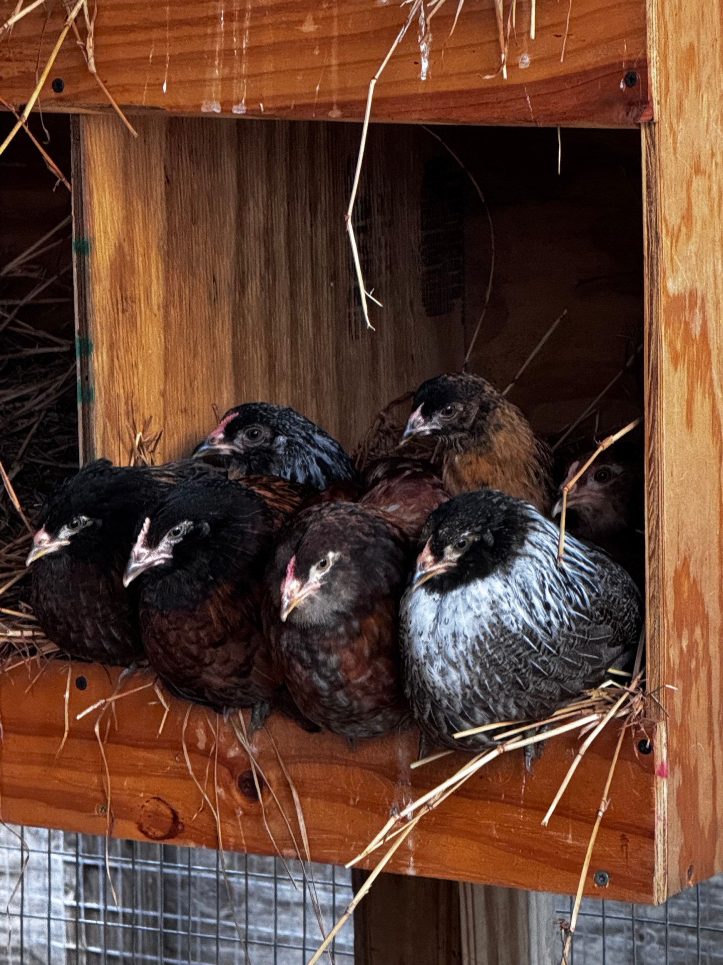 Young hens roosting inside a wooden nesting box