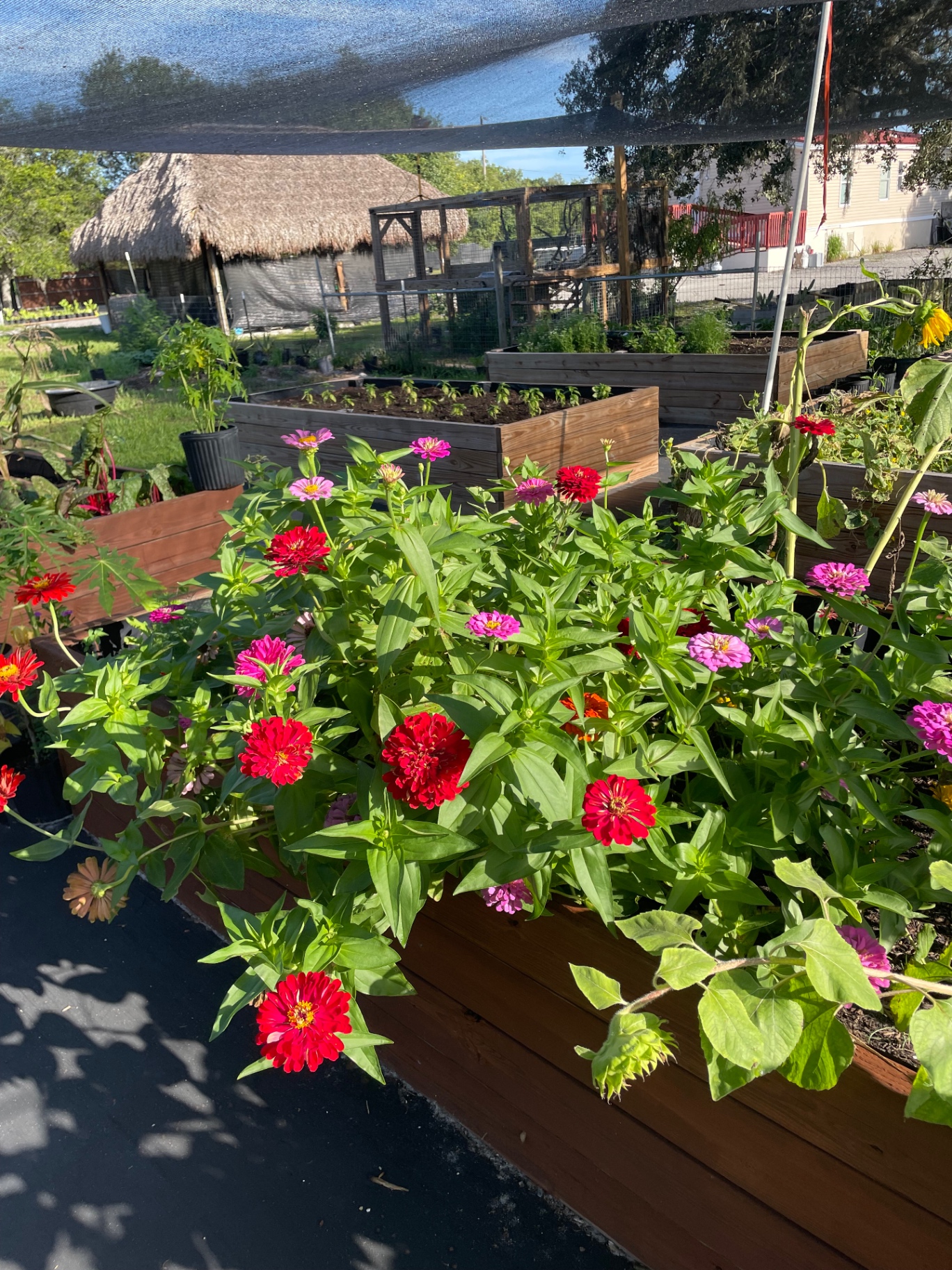Zinnias blooming in the garden