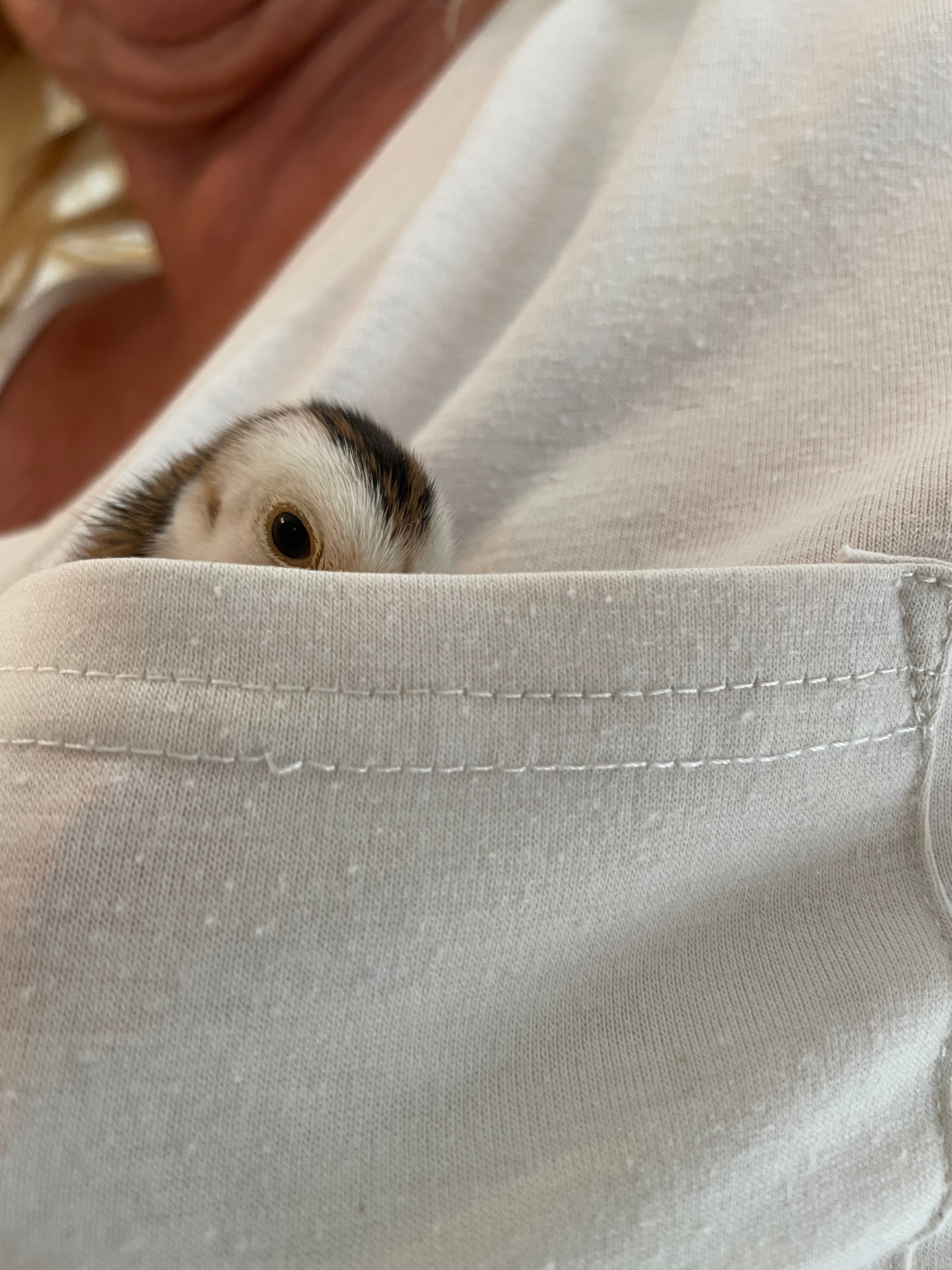 Guinea fowl chick tucked in a shirt pocket