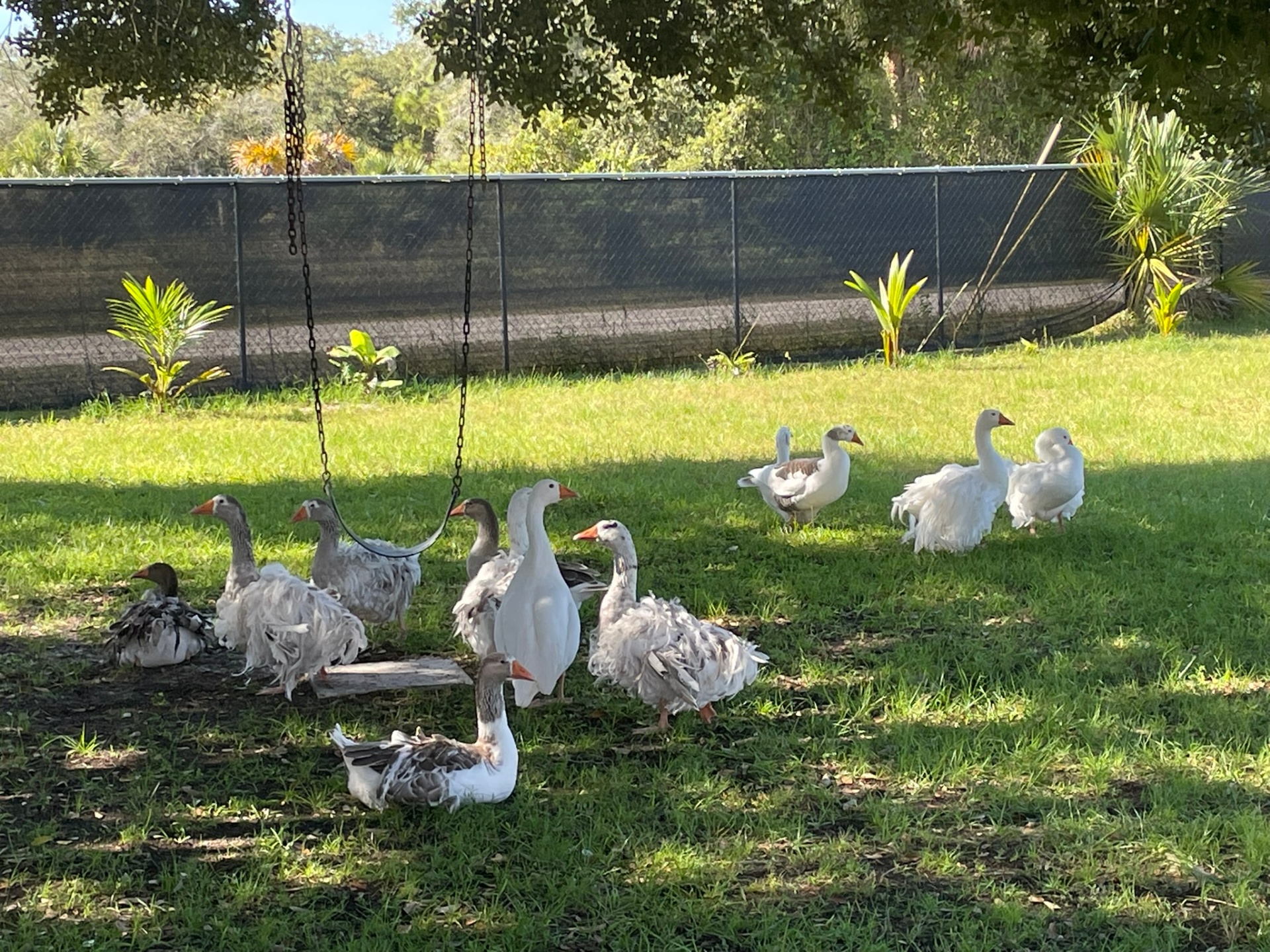Geese flock grazing on the ranch lawn