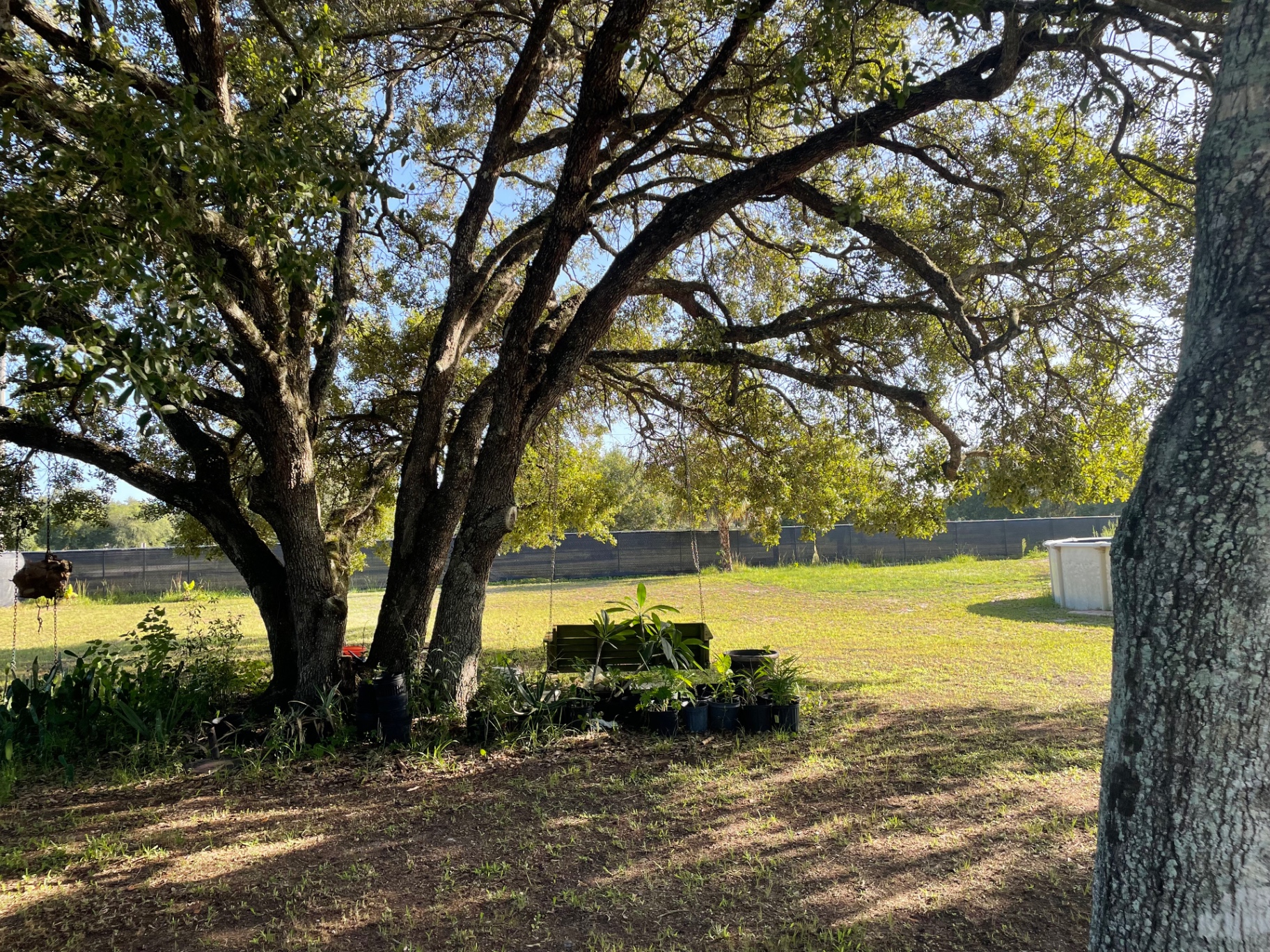 Garden swing under a grand oak tree