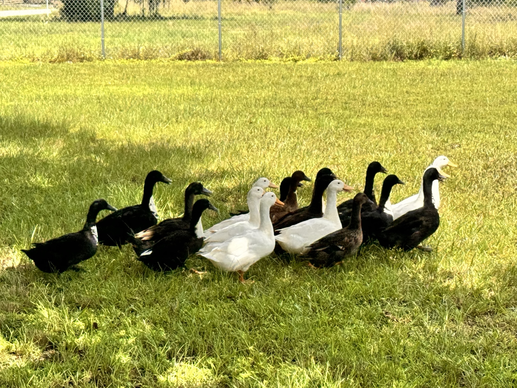 Ducks grazing on the lawn