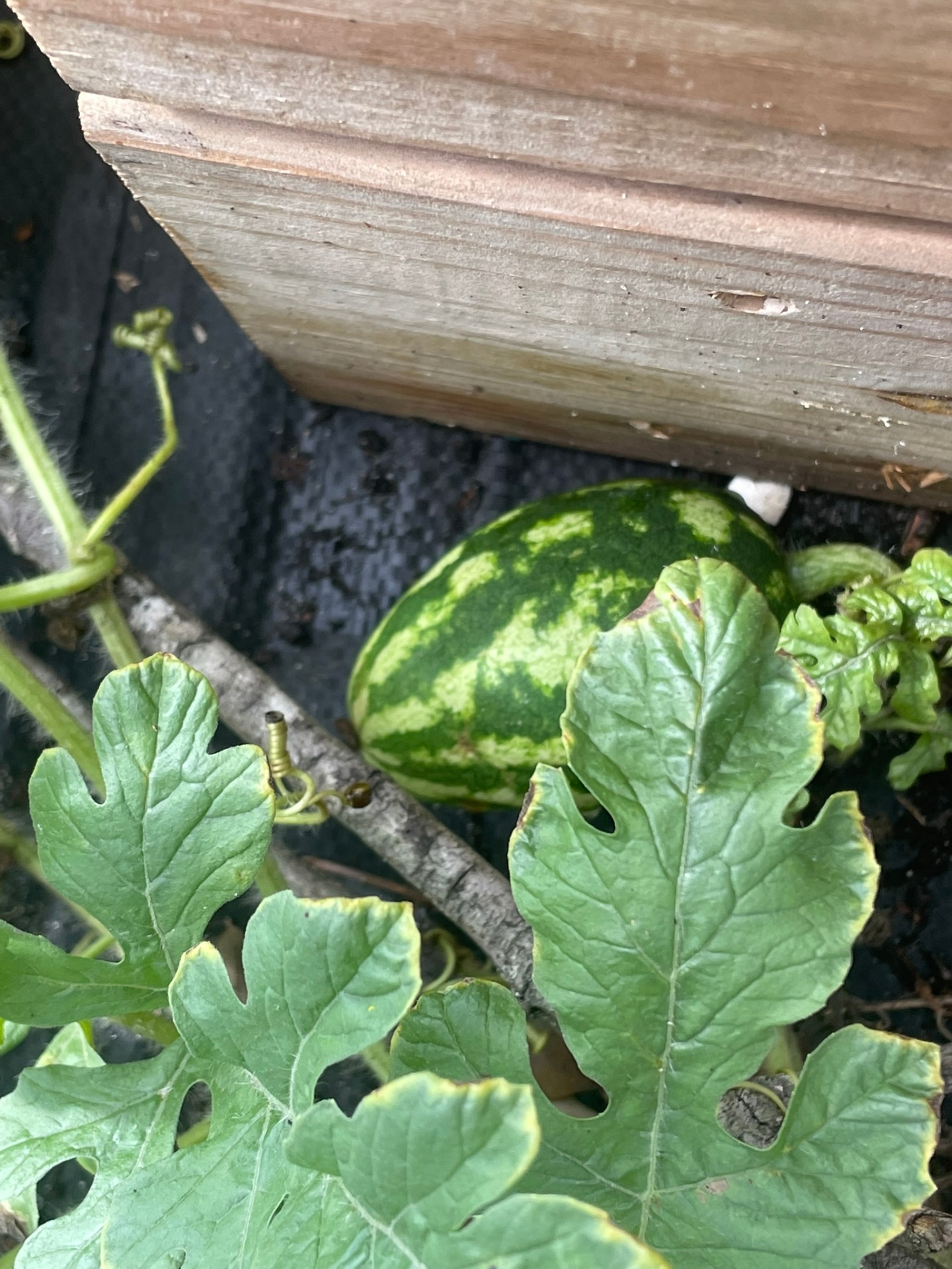 Garden beds and fresh produce
