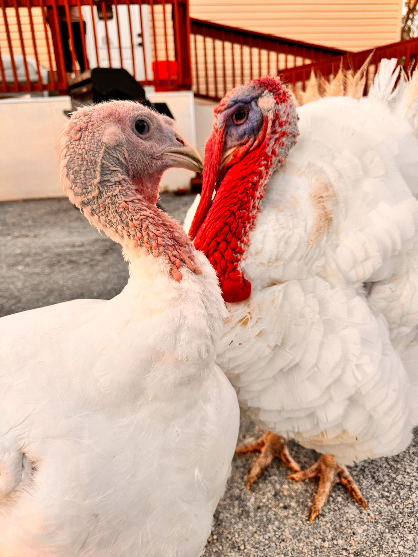 Heritage turkeys on the ranch