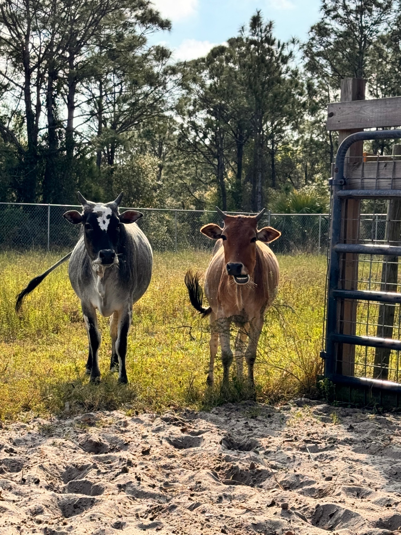 Livestock at the fence